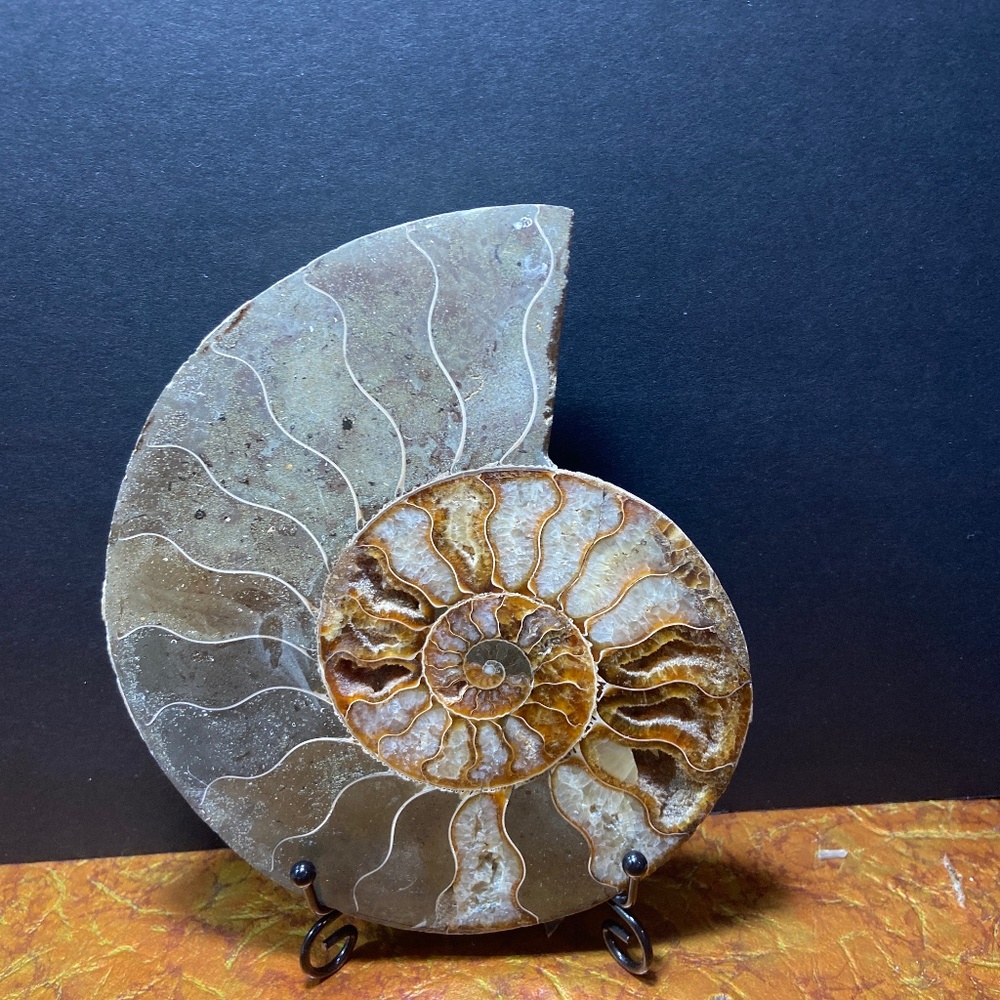 Ammonite fossil slice 577 g = 1.29 lbs 7"x6"  natural fossil healing
